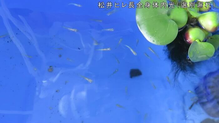 堀切めだか2号店