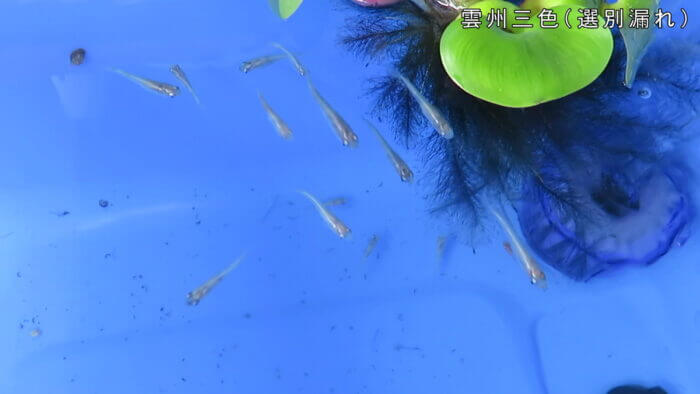 堀切めだか2号店