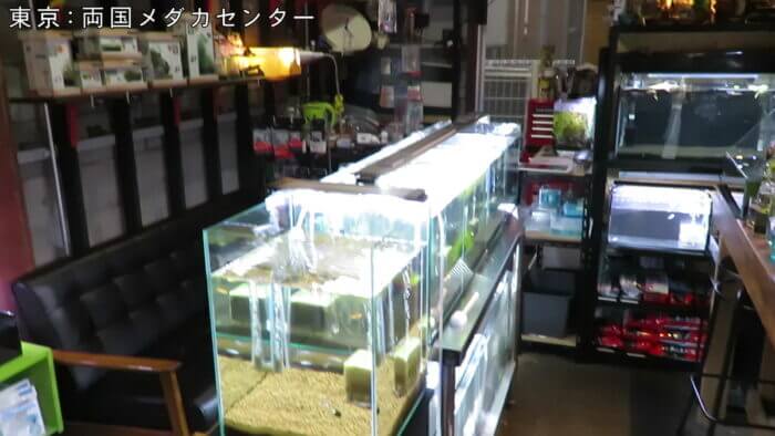 両国メダカセンター