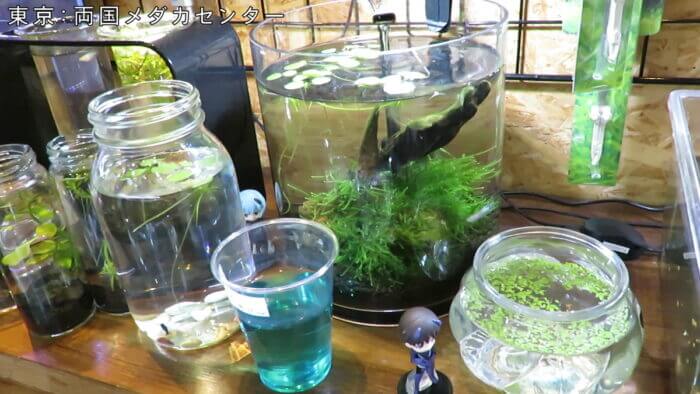 両国メダカセンター
