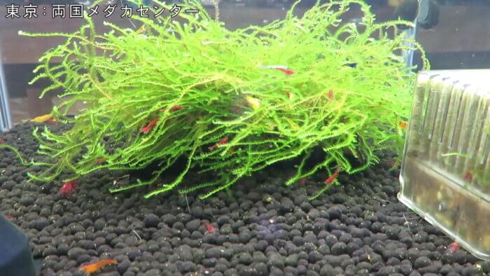 両国メダカセンター