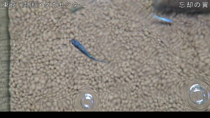 両国メダカセンター