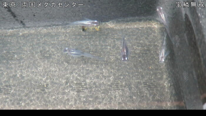 両国メダカセンター