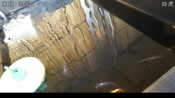 両国メダカセンター