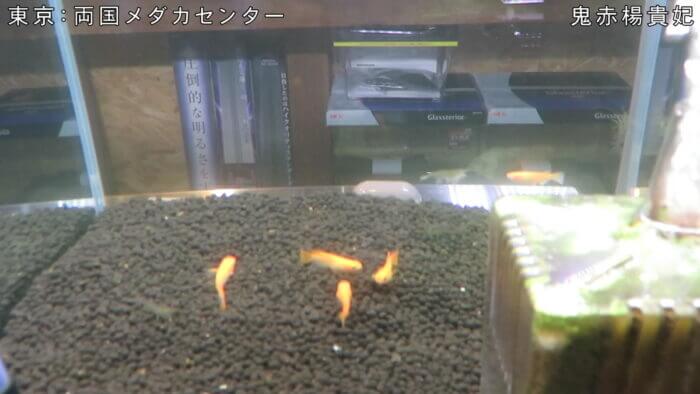 両国メダカセンター