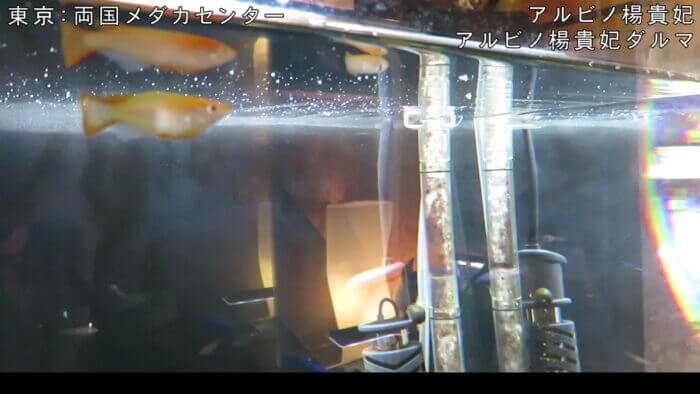 両国メダカセンター