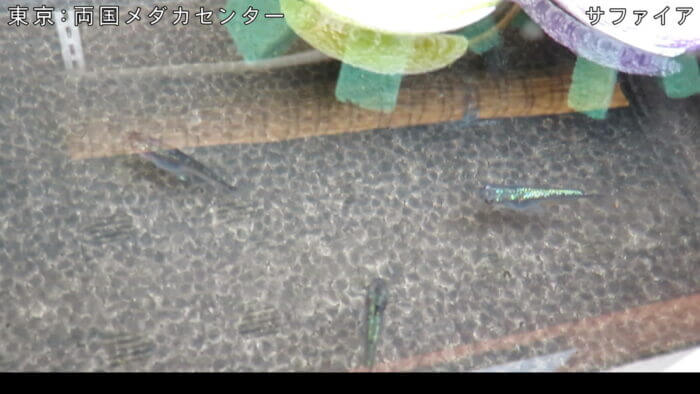 両国メダカセンター