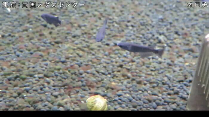 両国メダカセンター