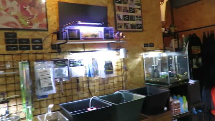 両国メダカセンター