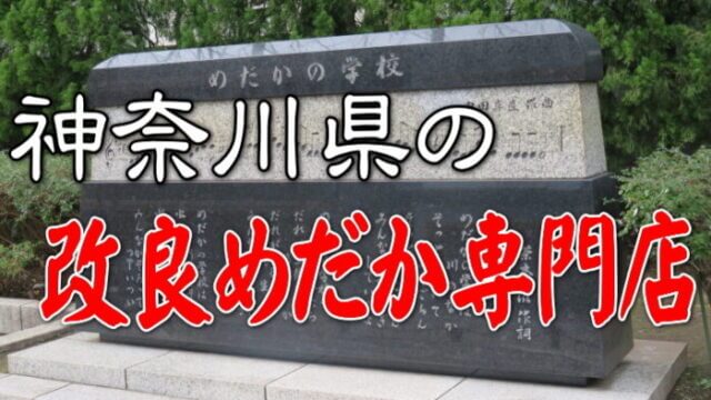 神奈川県の改良めだか専門店 メダカ屋