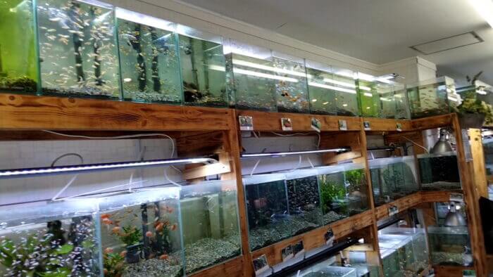 AQUA Revelation J.B.