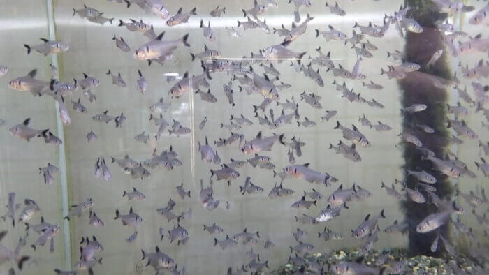 AQUA Revelation J.B.