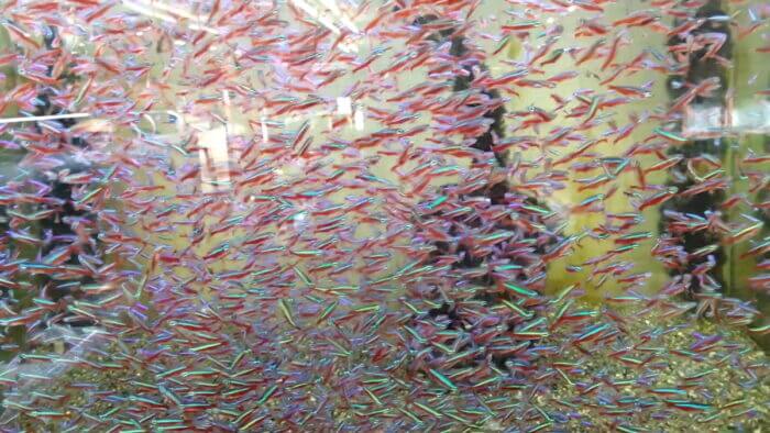 AQUA Revelation J.B.