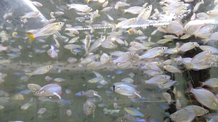 AQUA Revelation J.B.