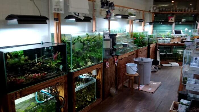 AQUA Revelation J.B.