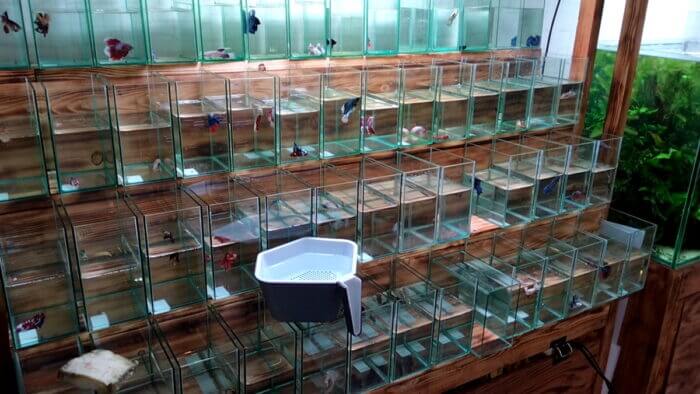 AQUA Revelation J.B.