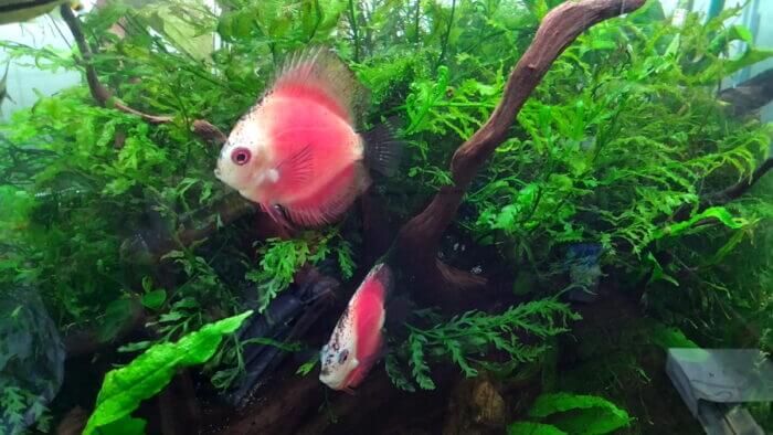 AQUA Revelation J.B.