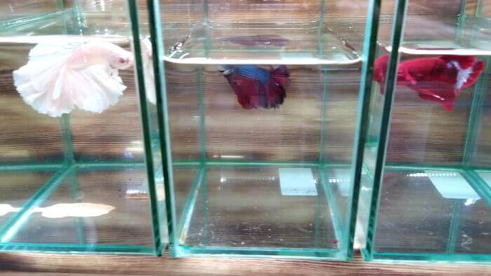 AQUA Revelation J.B.