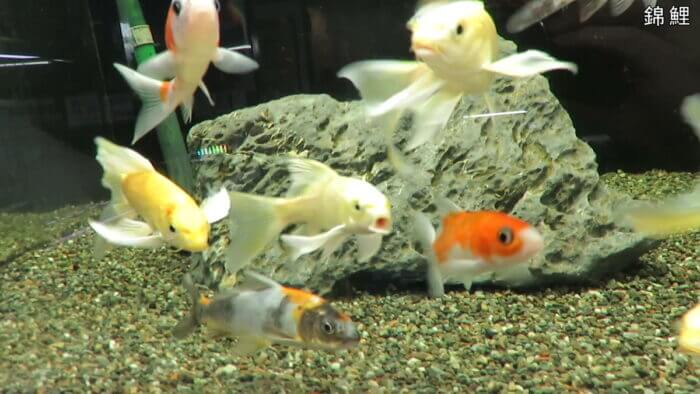 アクアテイク-E