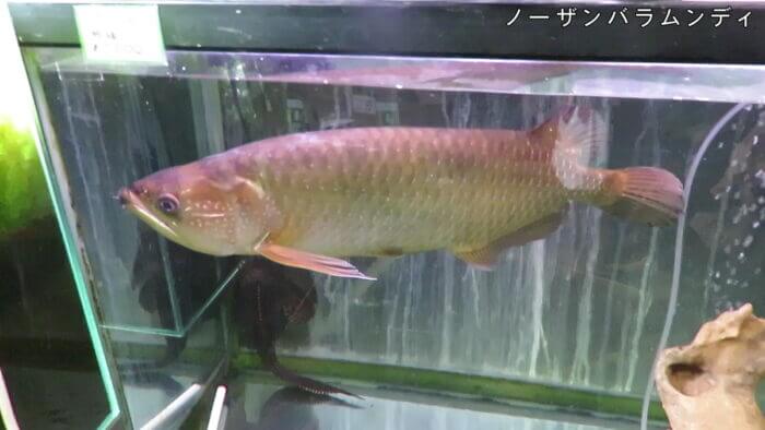 アクアテイク-E