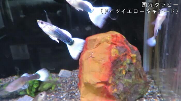 アクアテイク-E