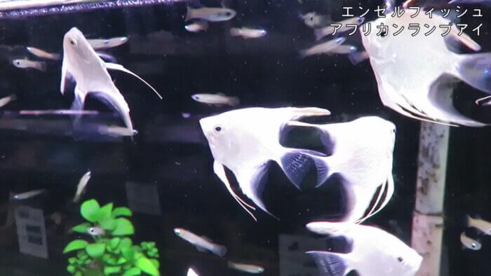 アクアテイク-E