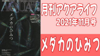 月刊アクアライフ 2021年11月号『メダカのひみつ』