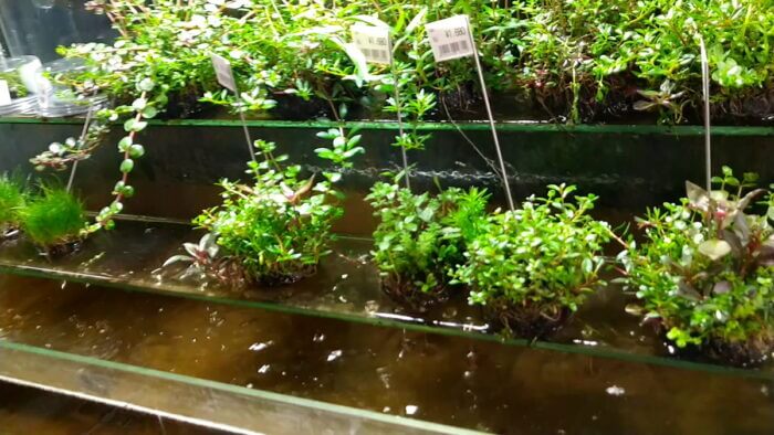 トロピランド相模原店