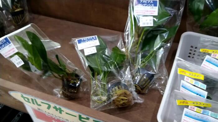 トロピランド相模原店