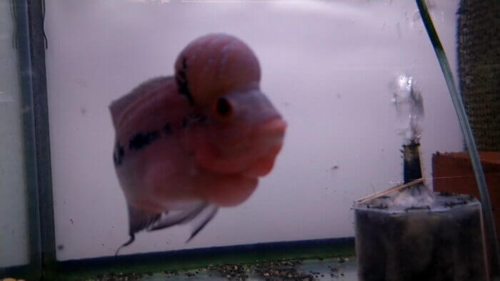 トロピランド相模原店