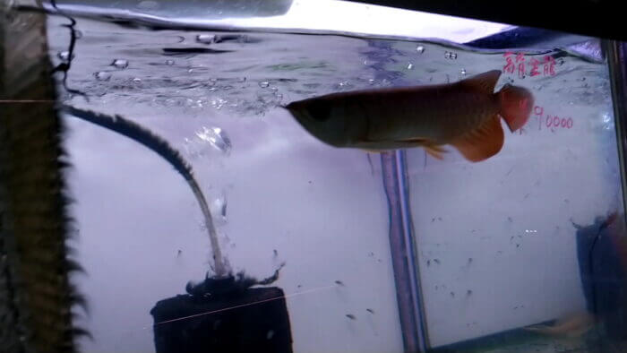 トロピランド相模原店