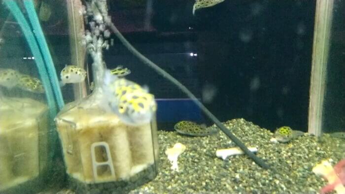 トロピランド相模原店