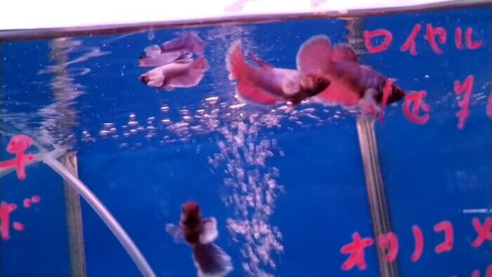 トロピランド相模原店