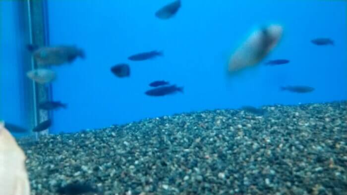 トロピランド相模原店