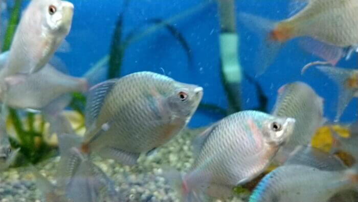 トロピランド相模原店