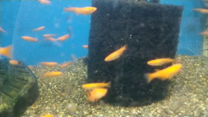 トロピランド相模原店