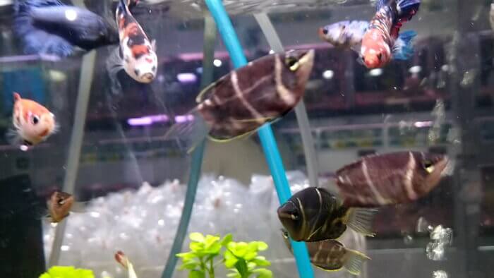 トロピランド相模原店