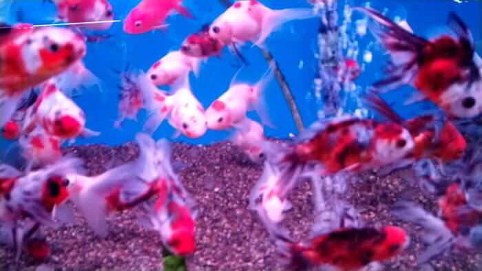 トロピランド相模原店