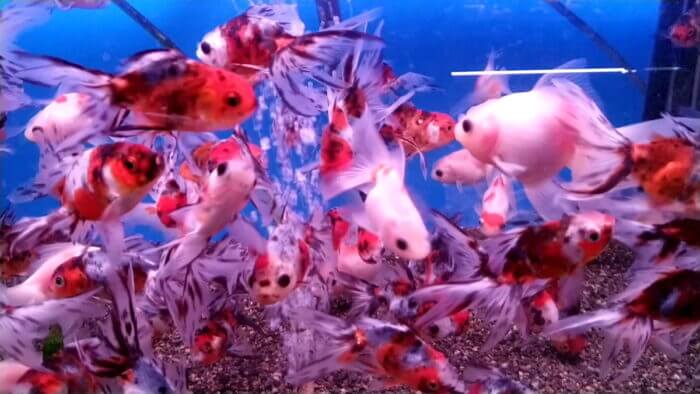 トロピランド相模原店