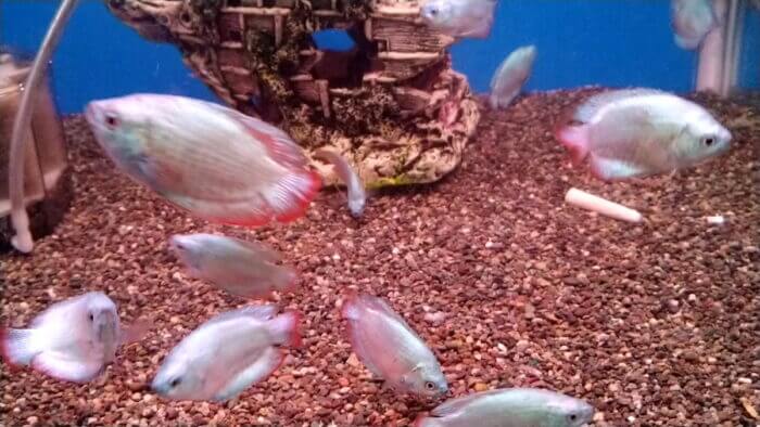 トロピランド相模原店