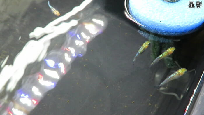 横須賀☆めだか