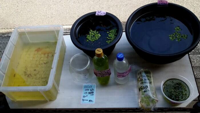 横須賀☆めだか