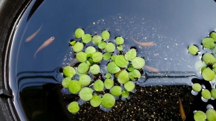 横須賀☆めだか