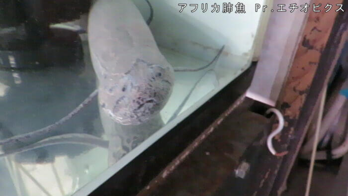 横須賀☆めだか