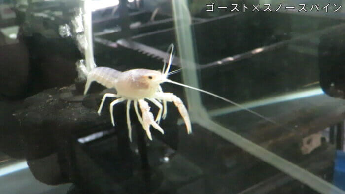 横須賀☆めだか