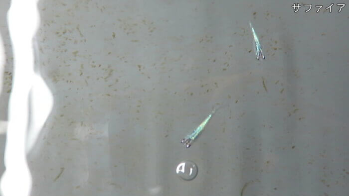 横須賀☆めだか