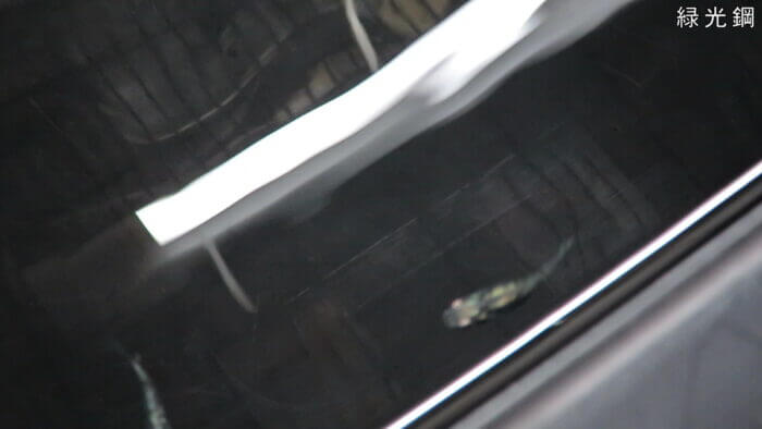 横須賀☆めだか