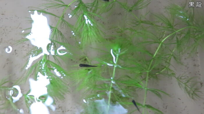 横須賀☆めだか