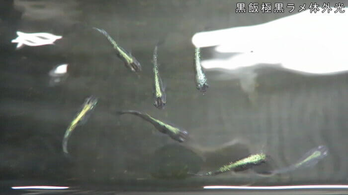 横須賀☆めだか