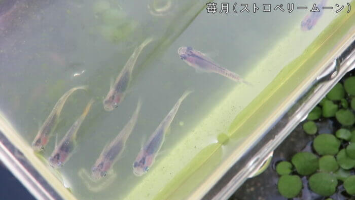 横須賀☆めだか